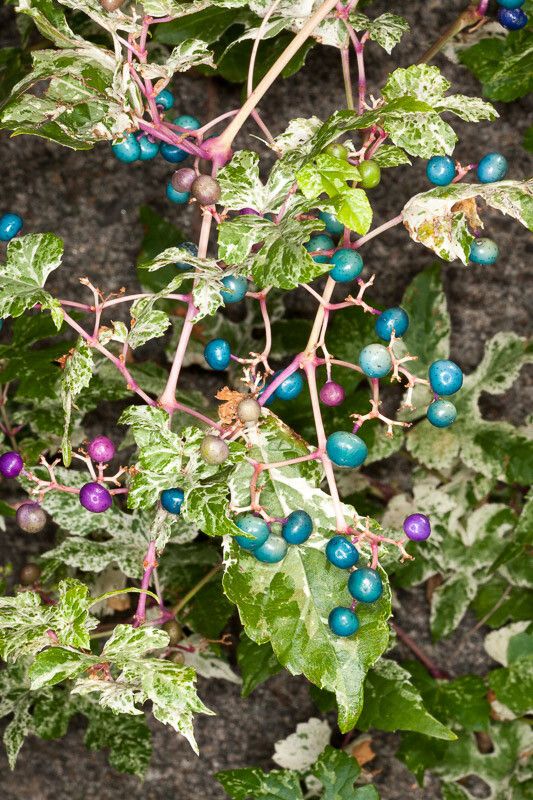 Ampelopsis delavayana fruit