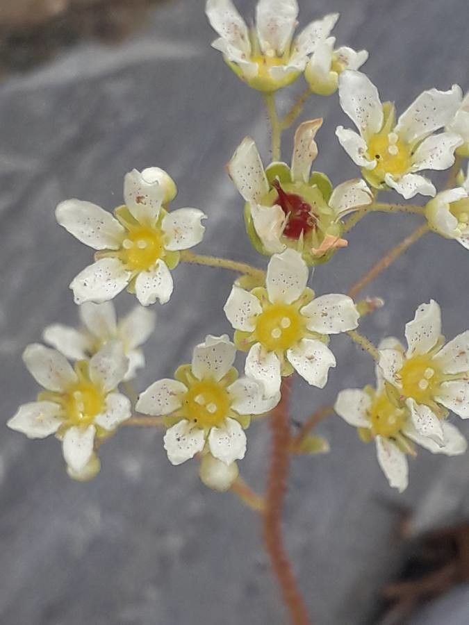 Saxifraga crustata flower