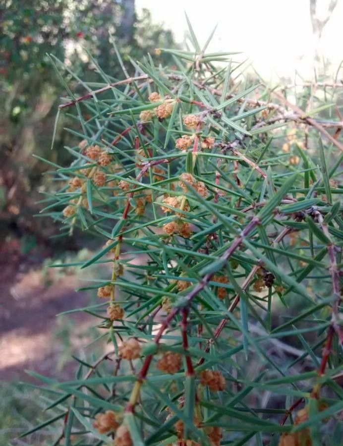 Juniperus oxycedrus flower