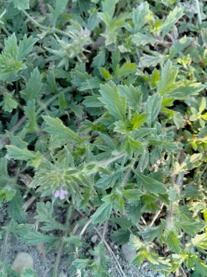 Glandularia pumila — search result for 'Glandularia'