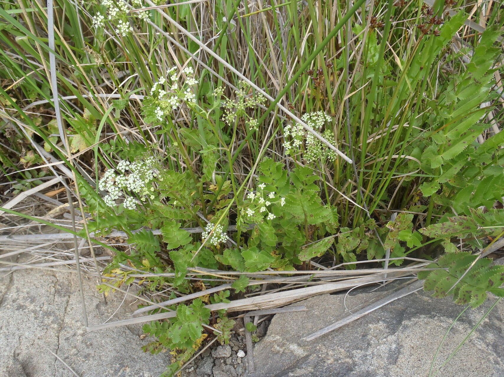 Berula thunbergii habit