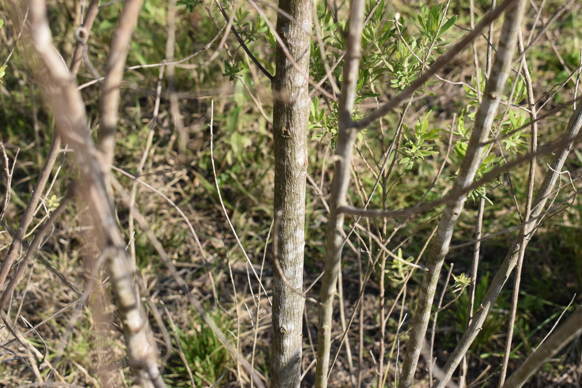 Baccharis dracunculifolia bark