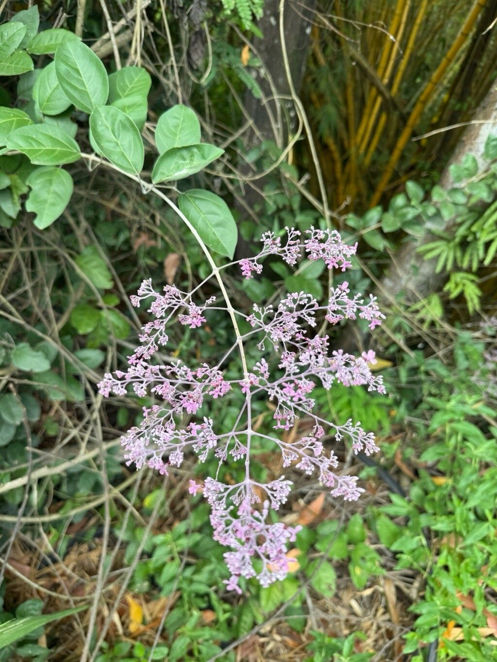 Fridericia rego flower