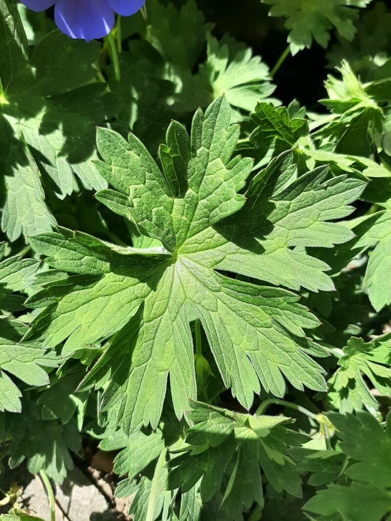 Geranium x hybridum — houseplant care guide