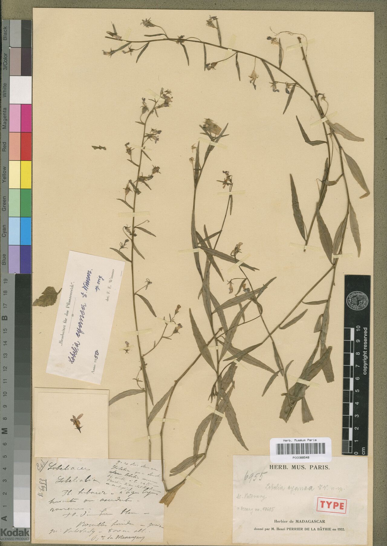 Lobelia cyanea — houseplant care guide