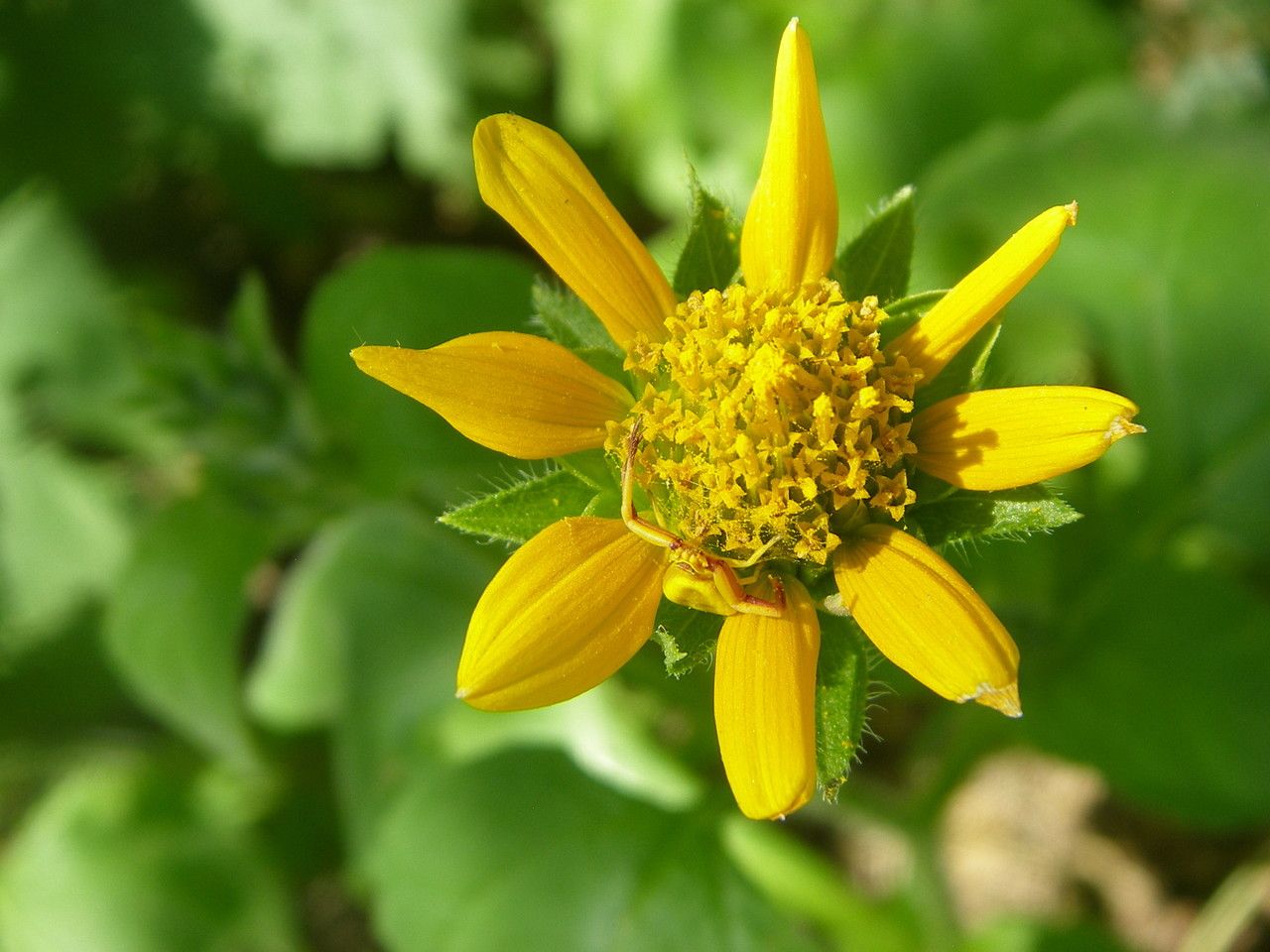 Tithonia thurberi — related species from the same genus