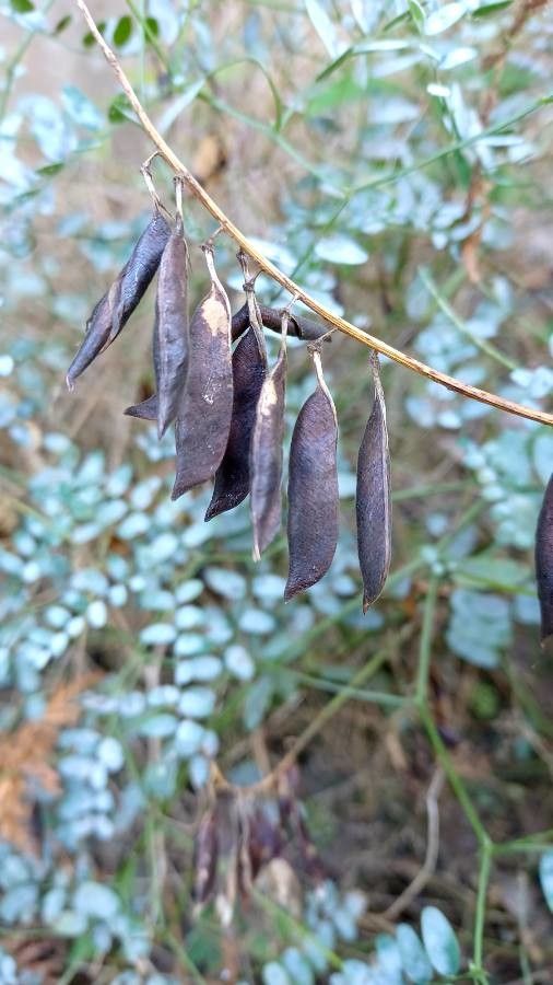 Vicia sylvatica fruit