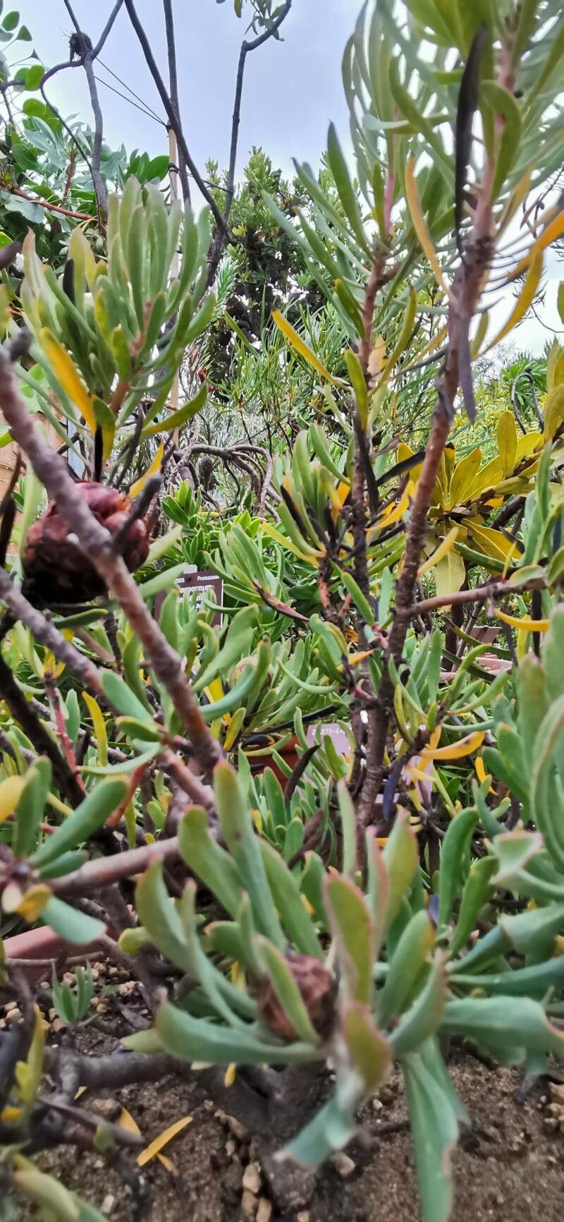 Protea canaliculata habit