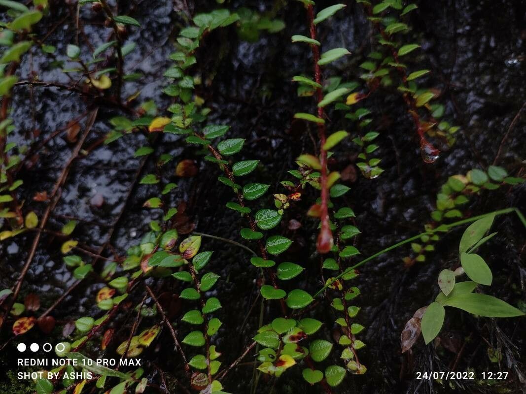Gaultheria nummularioides — search result for 'Gaultheria'