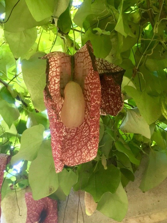 Aristolochia macrophylla flower