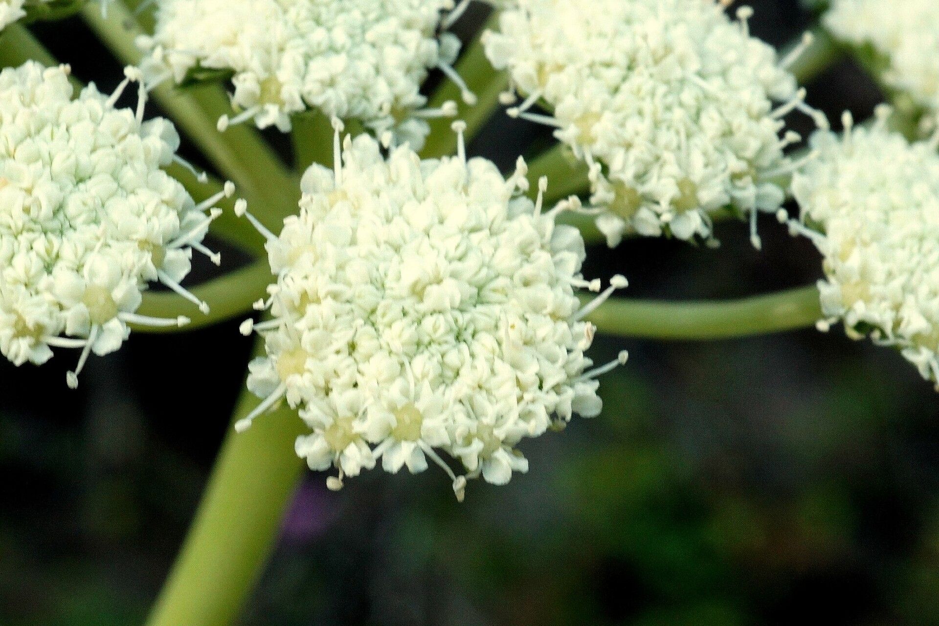 Seseli rigidum flower