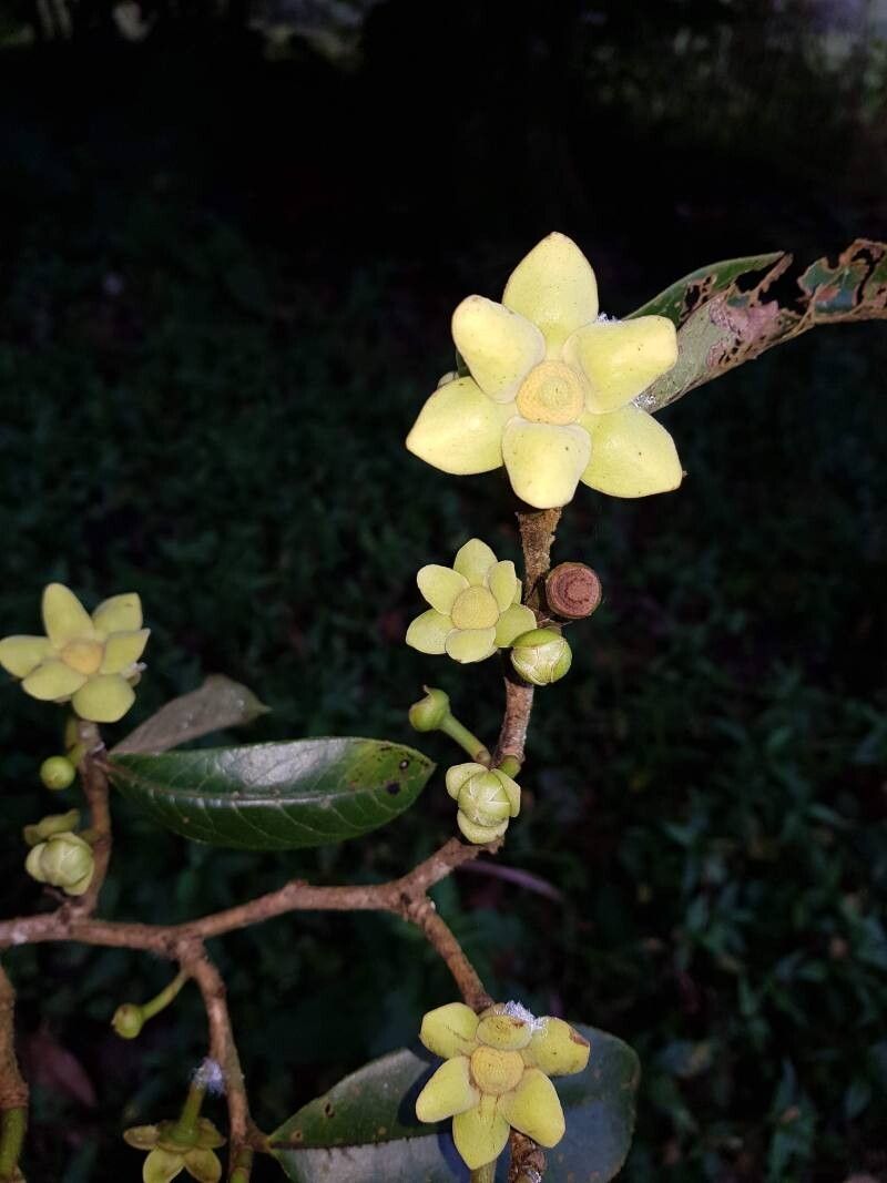 Guatteria oliviformis flower