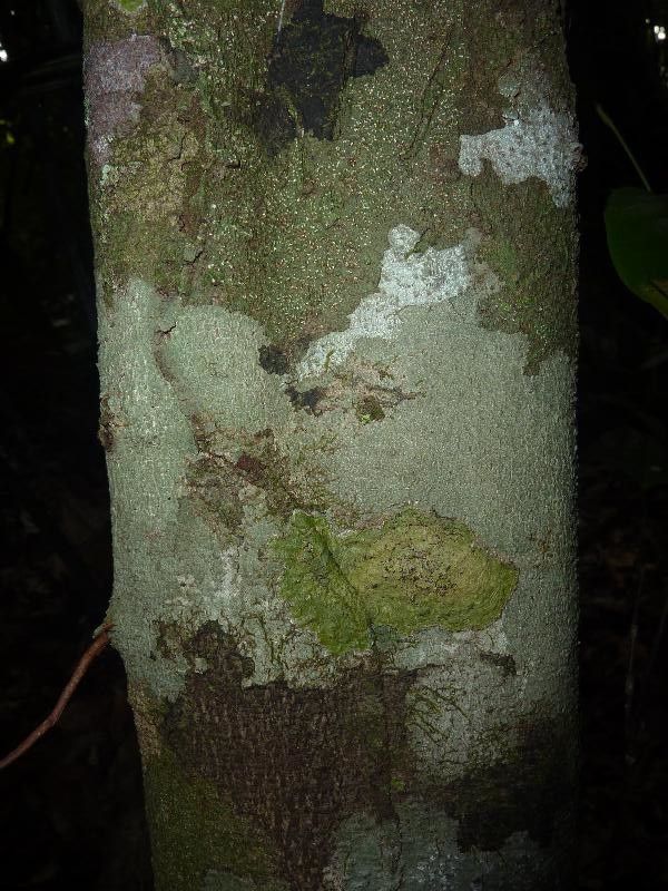 Peltogyne venosa — houseplant care guide