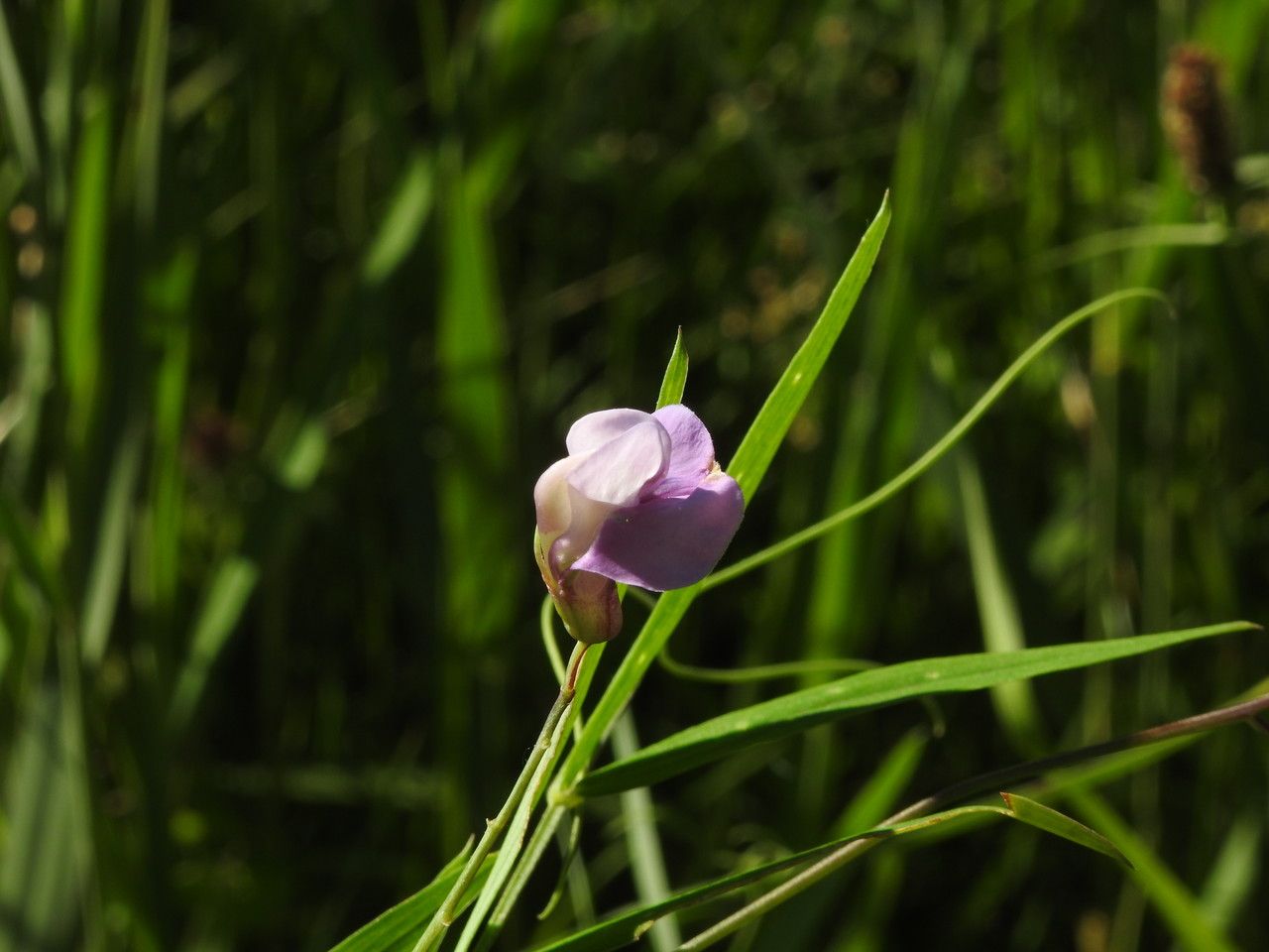 Lathyrus palustris flower