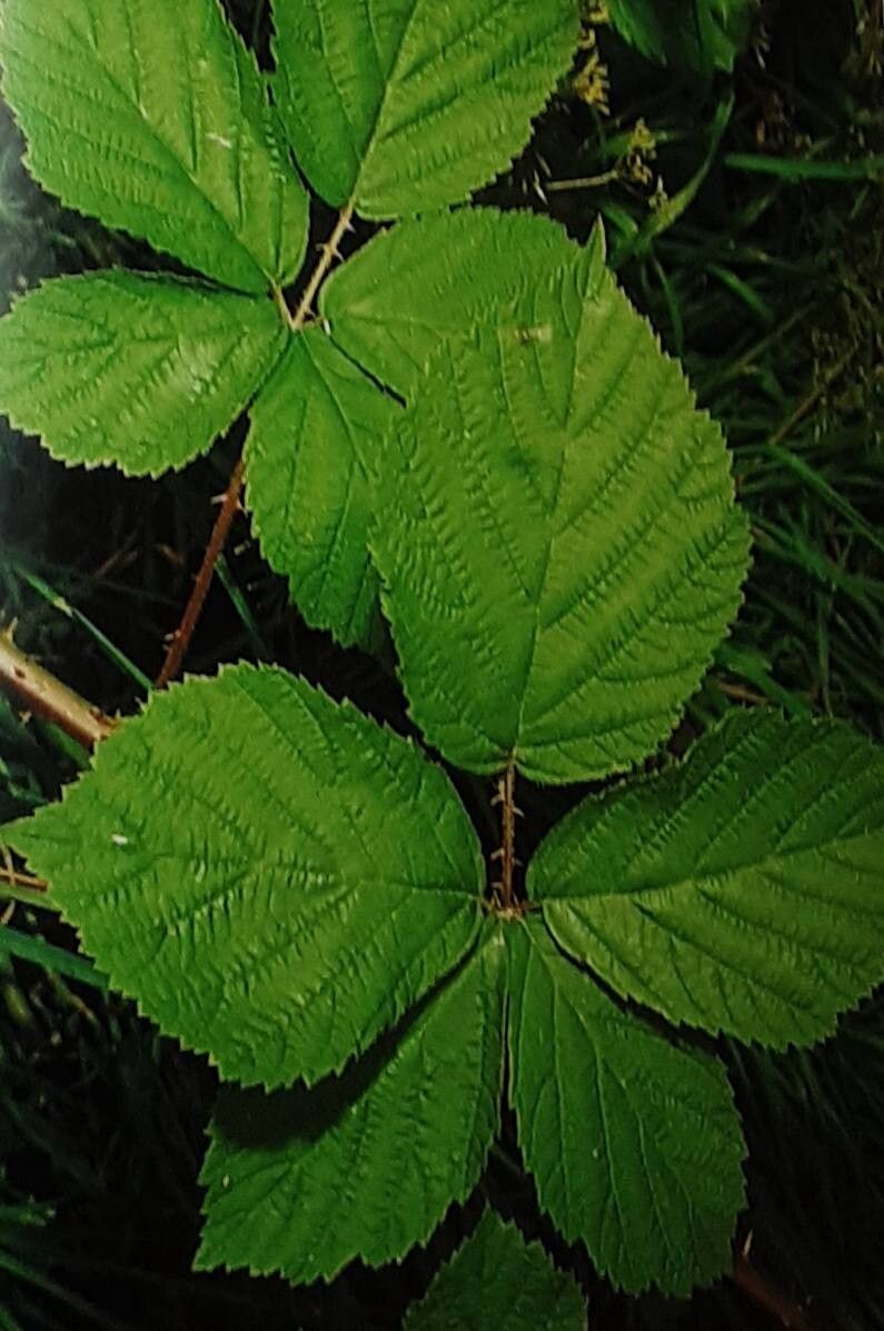 Rubus mortensenii — houseplant care guide