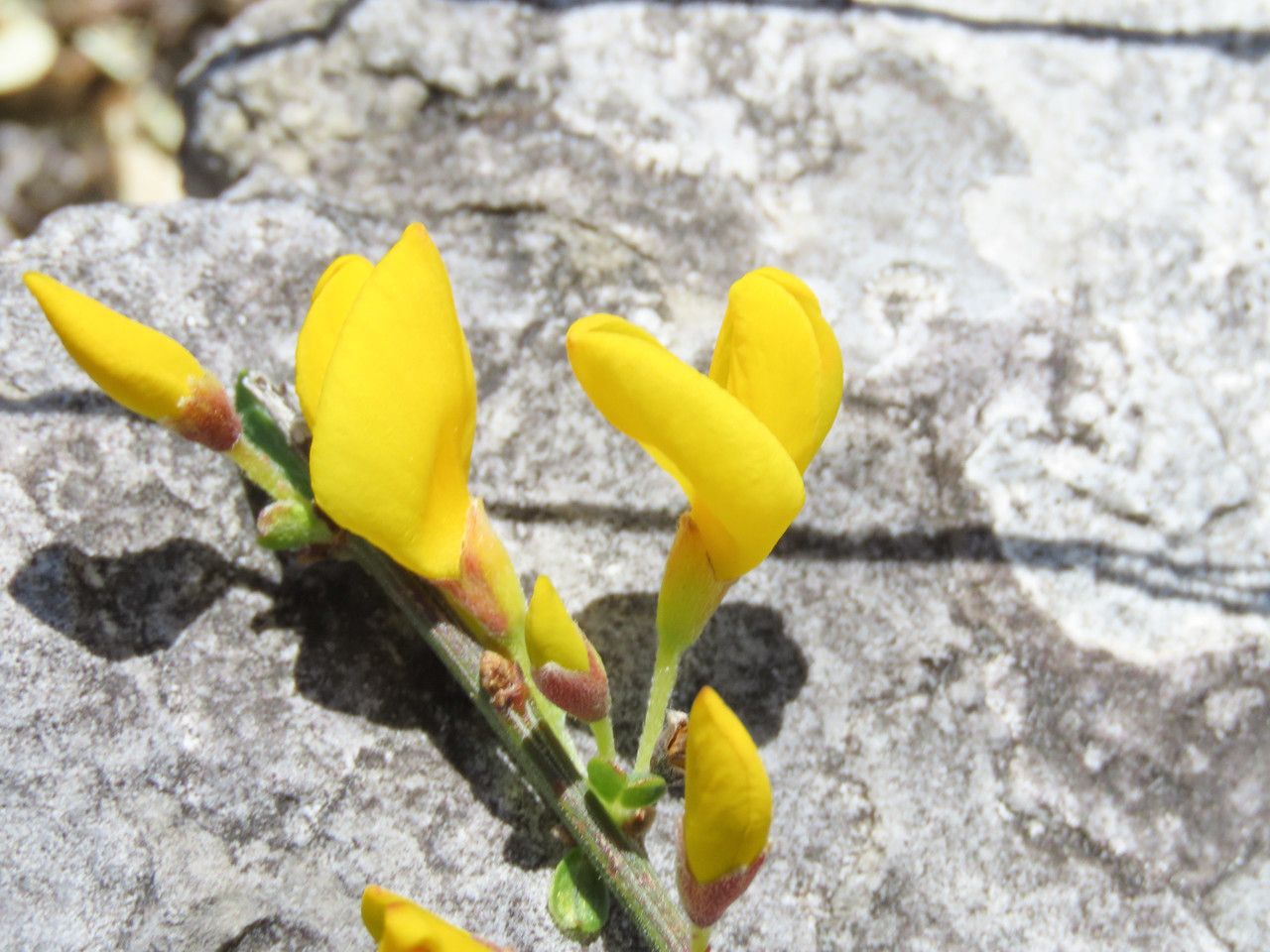 Cytisus decumbens flower