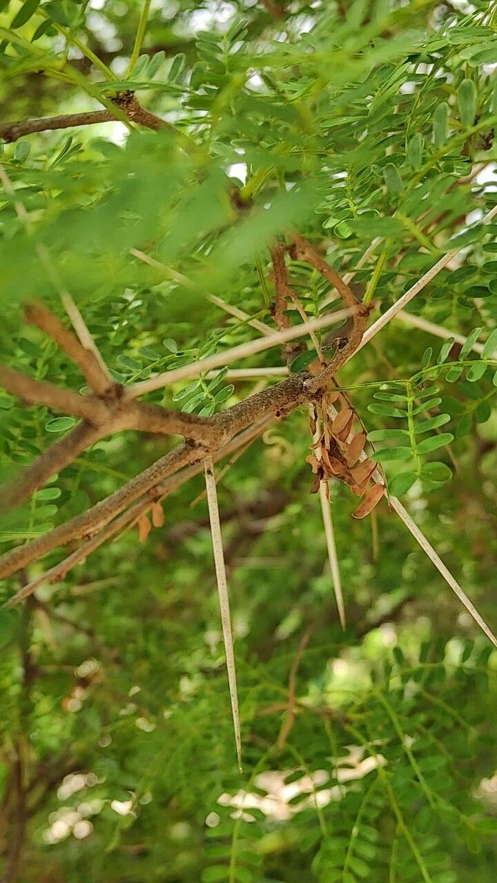 Acacia cardiophylla bark