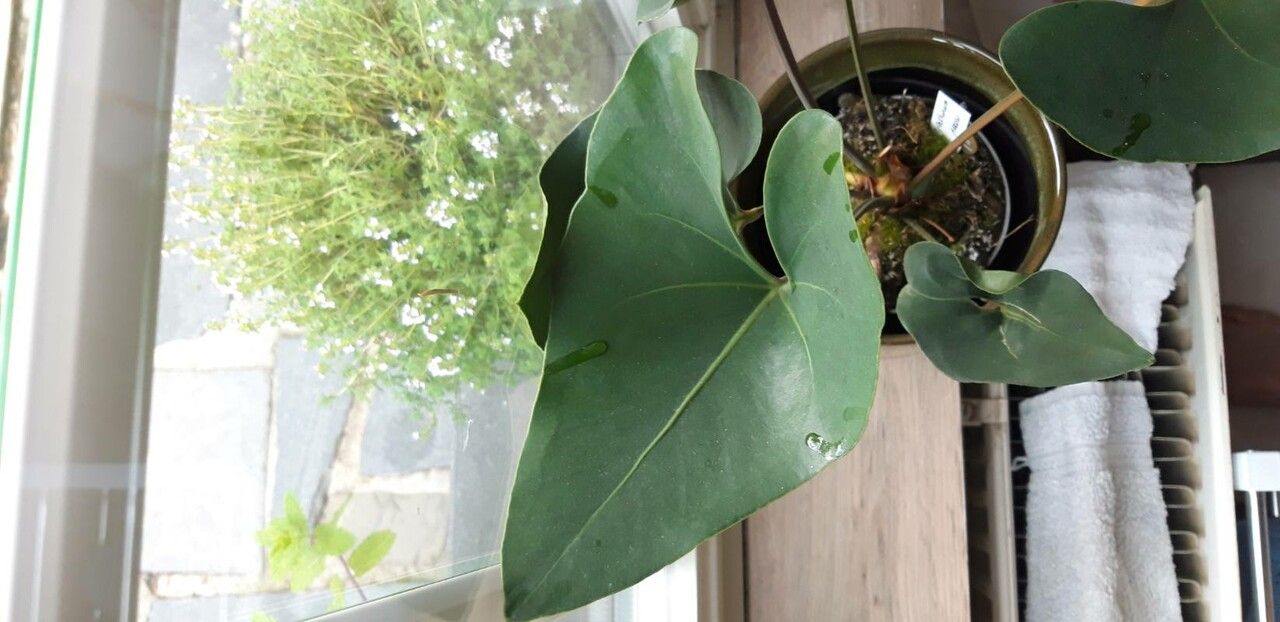 Anthurium hoffmannii — search result for 'Anthurium'