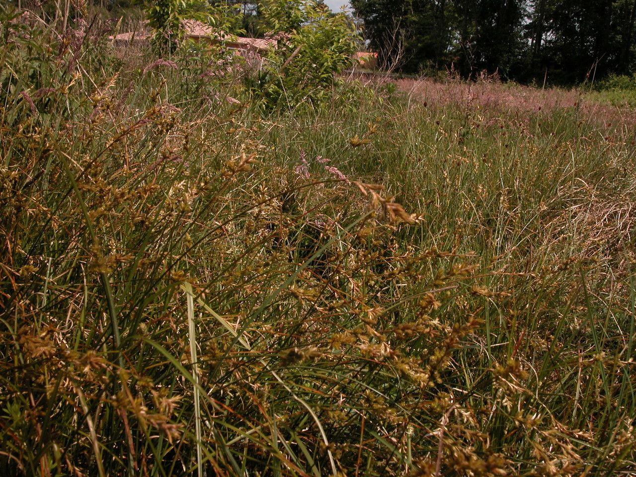 Carex pseudobrizoides habit