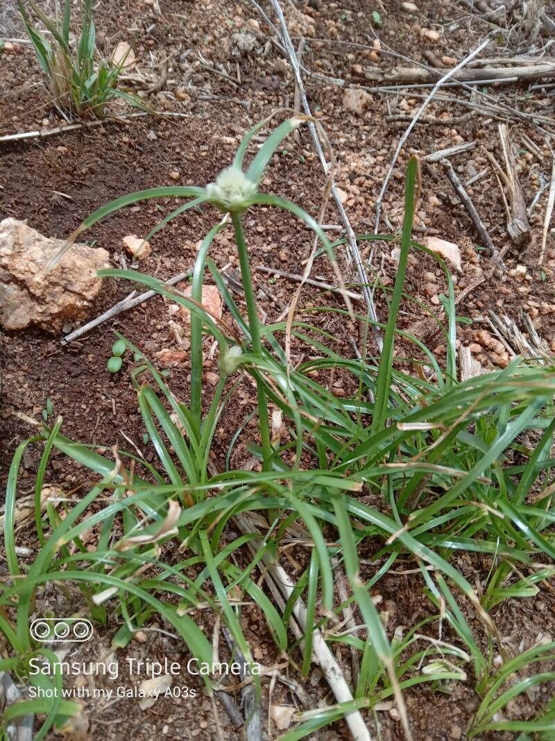 Cyperus niveus flower