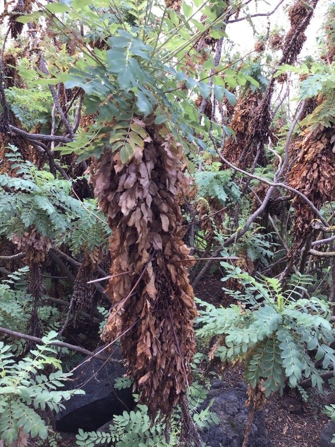 Descurainia artemisioides bark