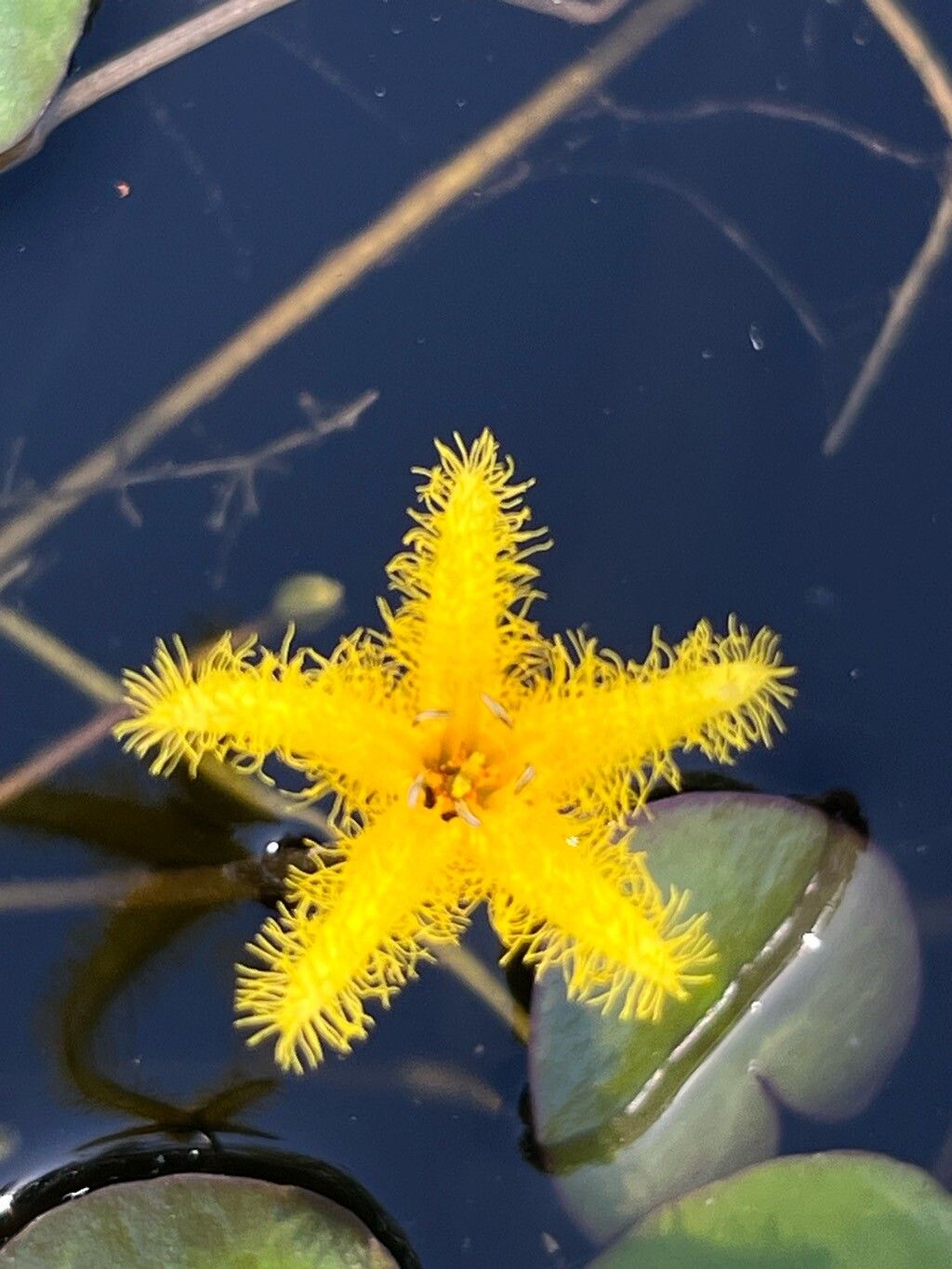 Nymphoides grayana flower