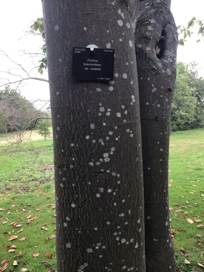 Photinia beauverdiana bark