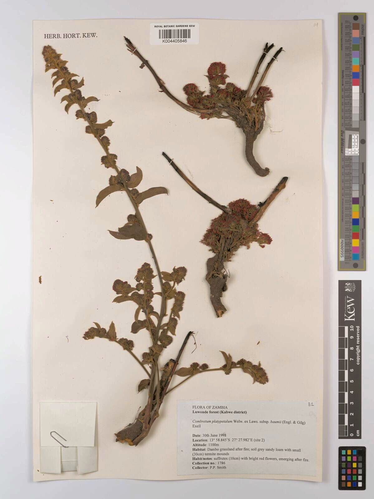 Combretum baumii — houseplant care guide