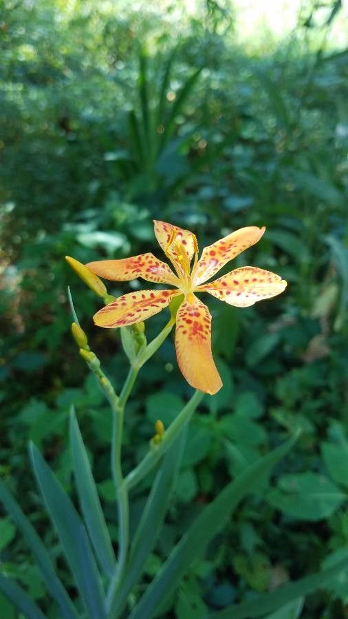 Belamcanda chinensis flower