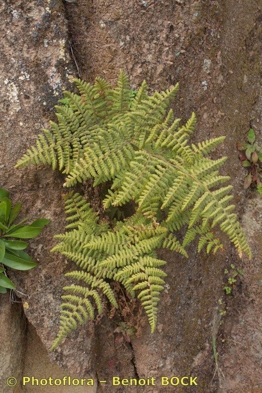 Hypodematium crenatum habit