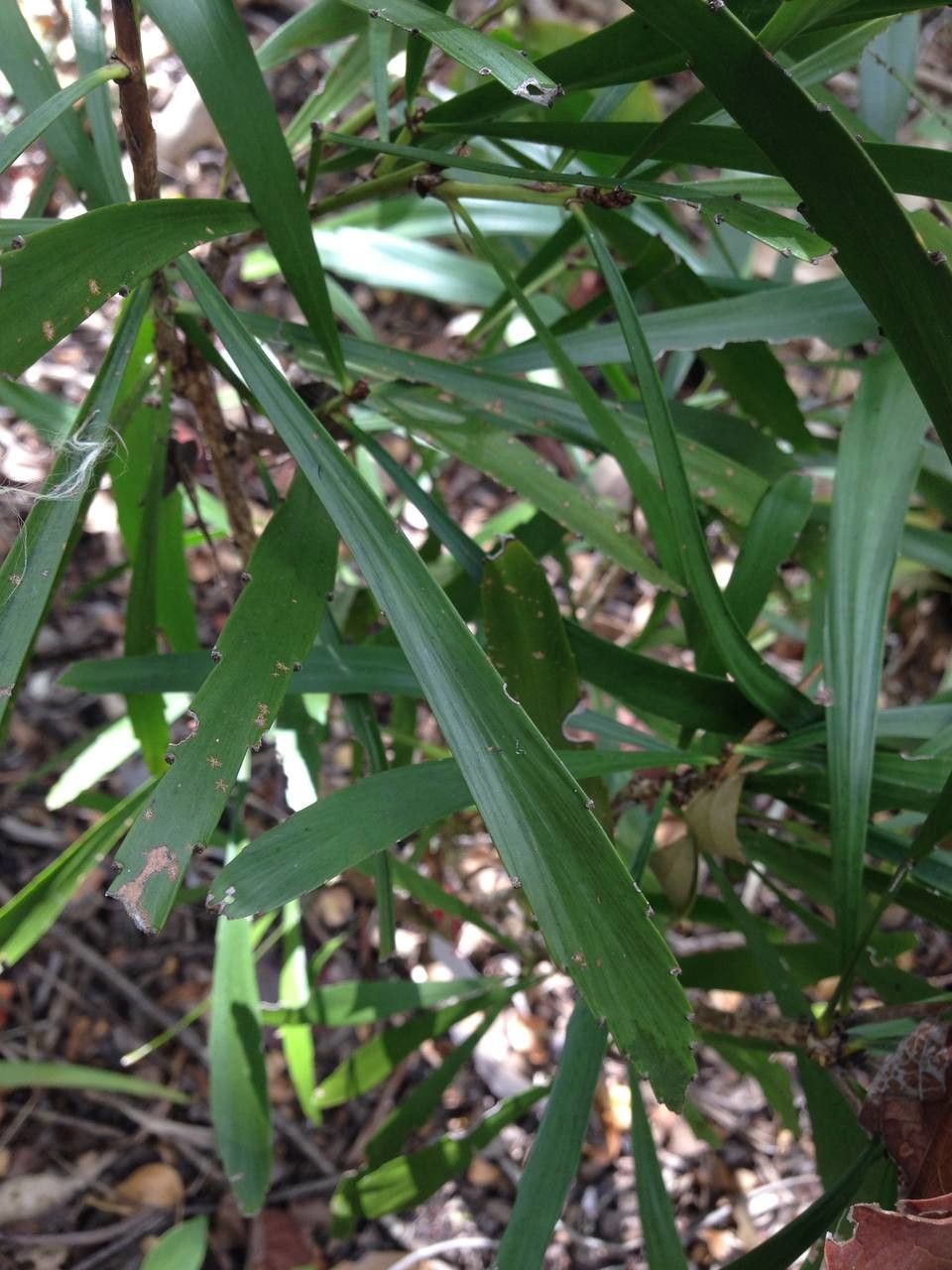 Phyllanthus epiphyllanthus fruit