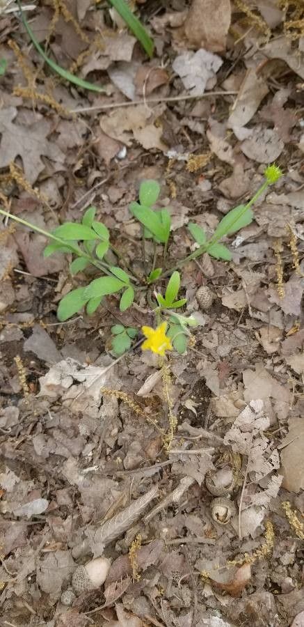 Ranunculus fascicularis flower