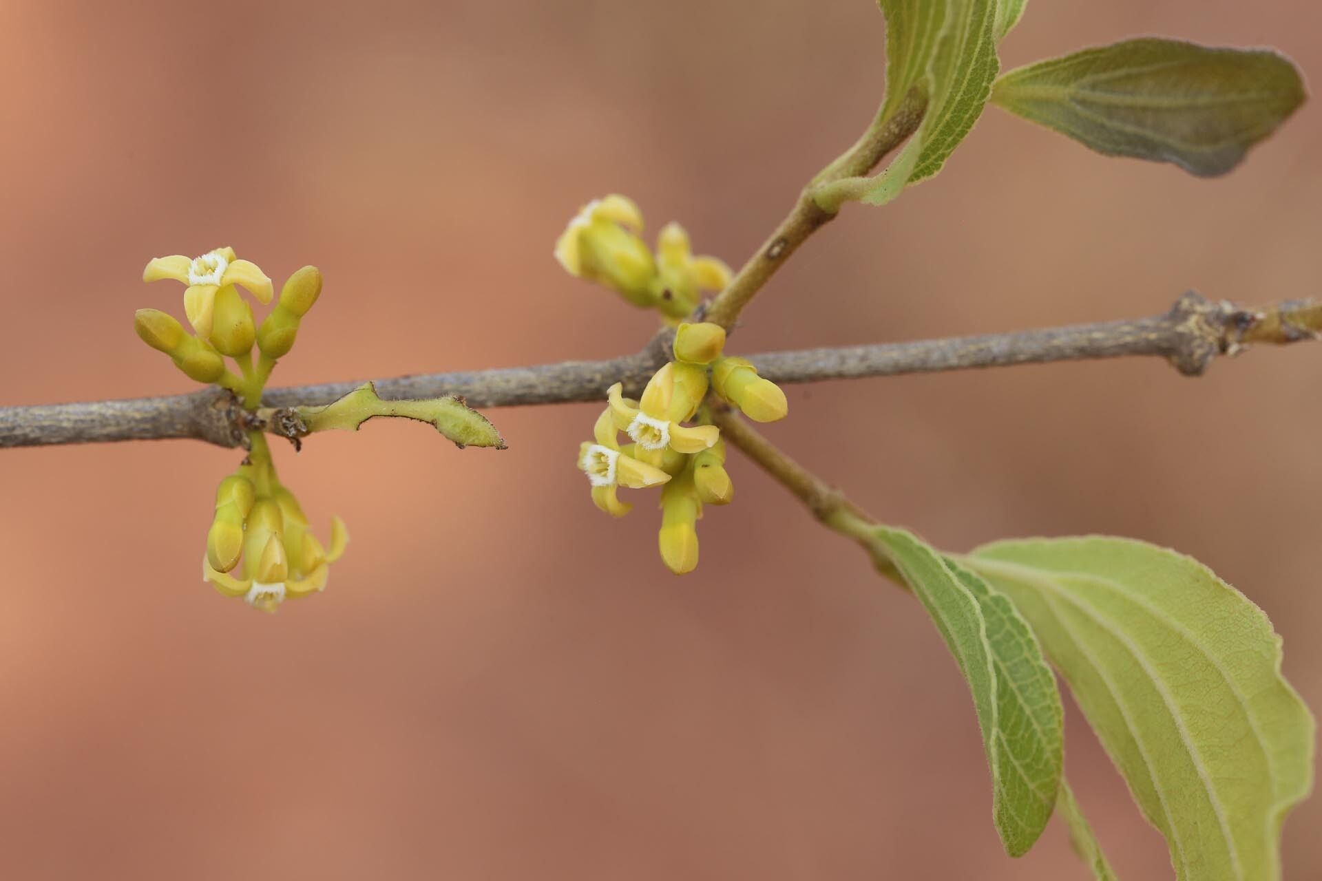 Strychnos innocua flower