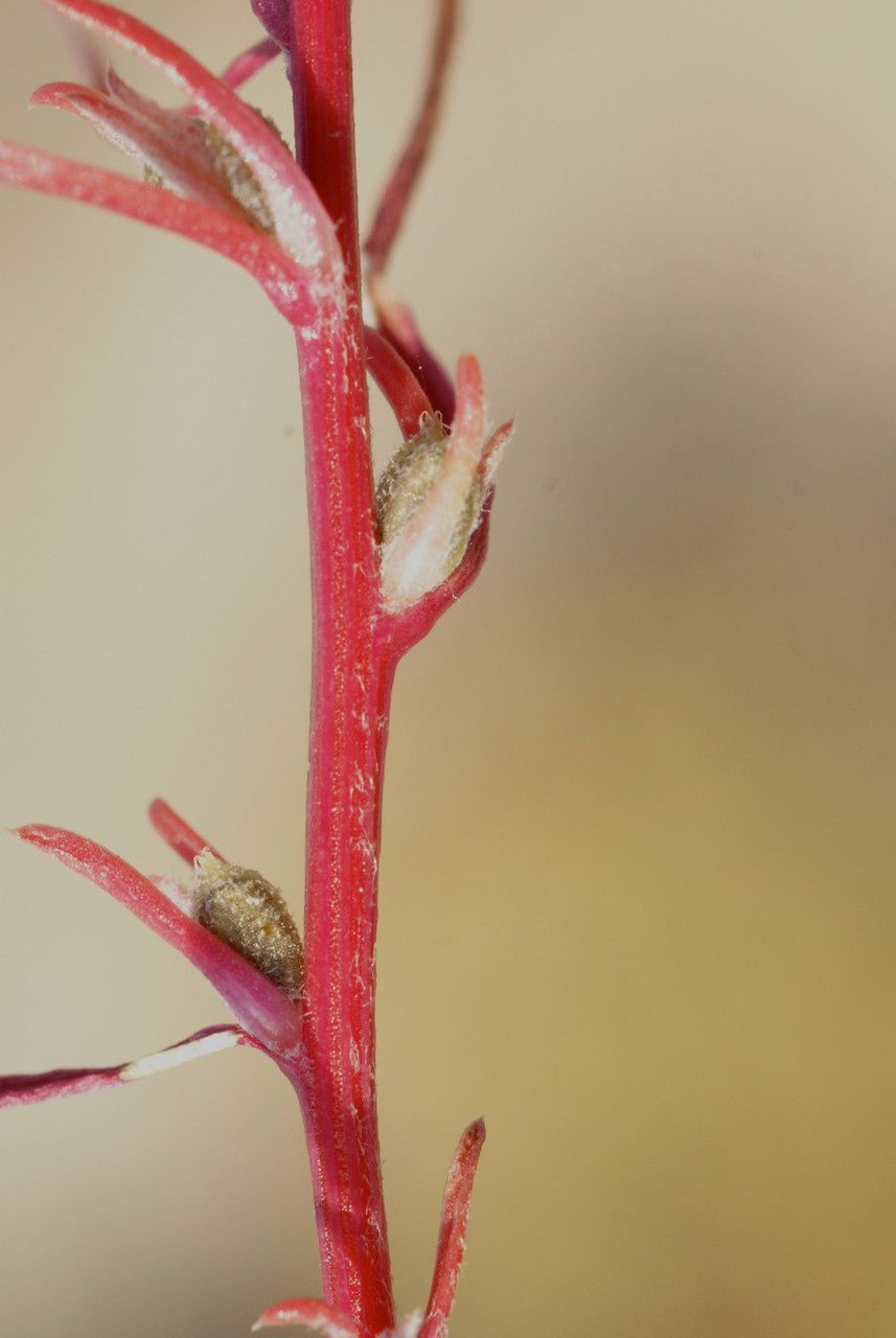 Corispermum gmelini bark