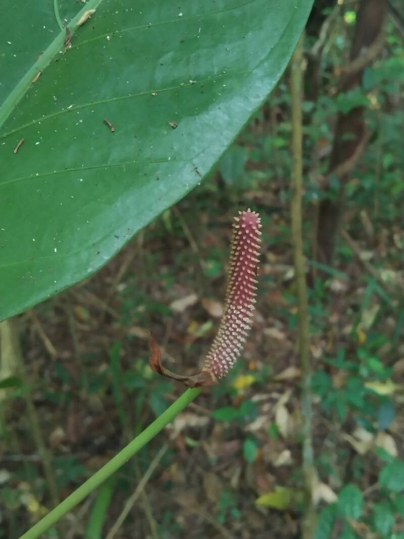Anthurium consobrinum fruit