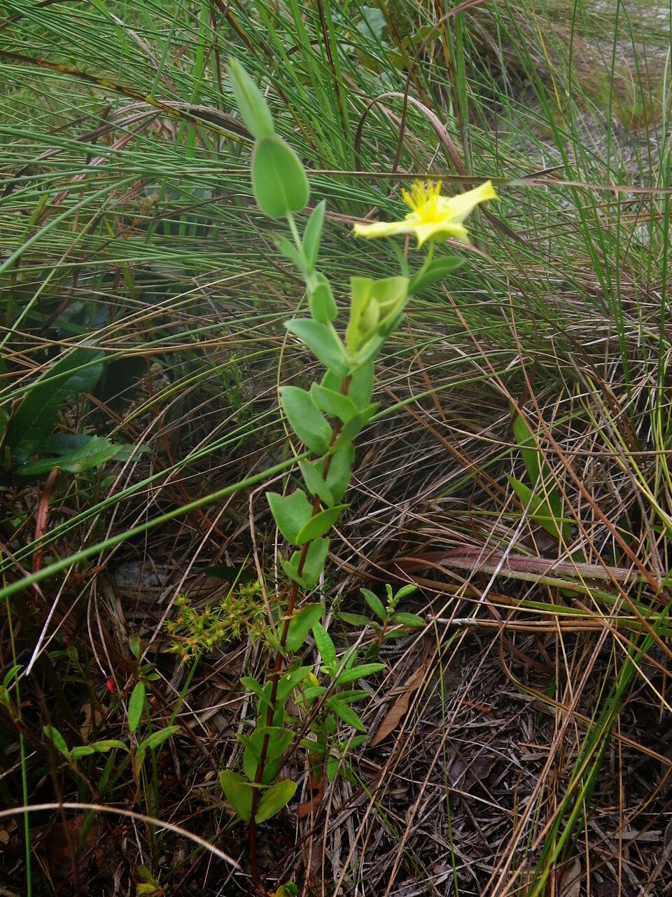 Hypericum tetrapetalum habit