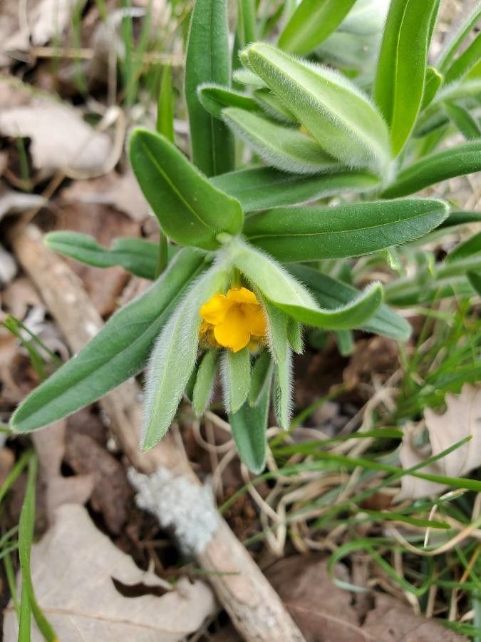 Lithospermum californicum — related species from the same genus