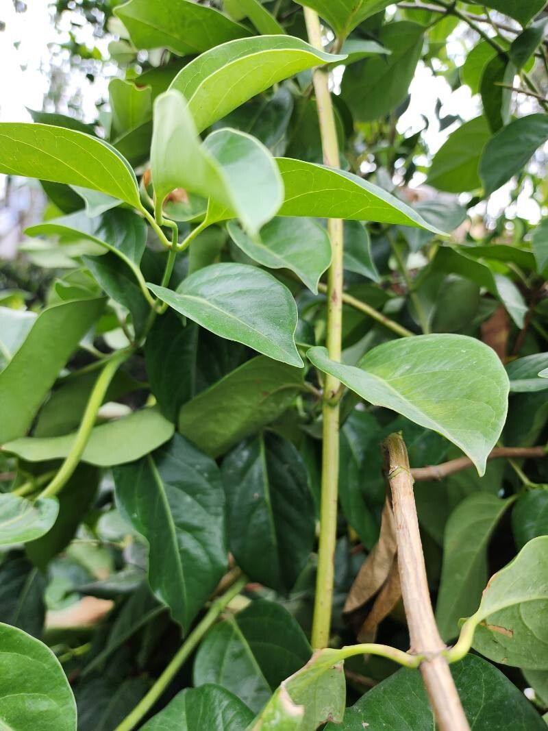 Lonicera hildebrandtiana habit