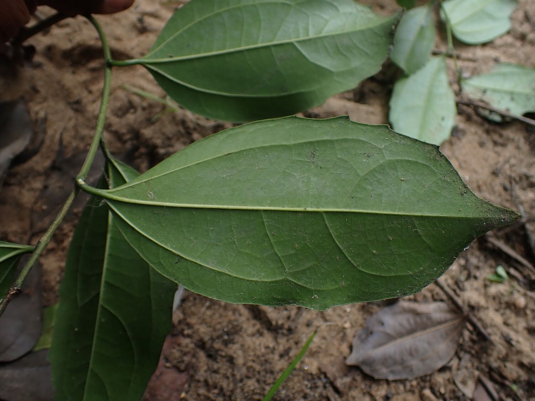 Celtis prantlii leaf