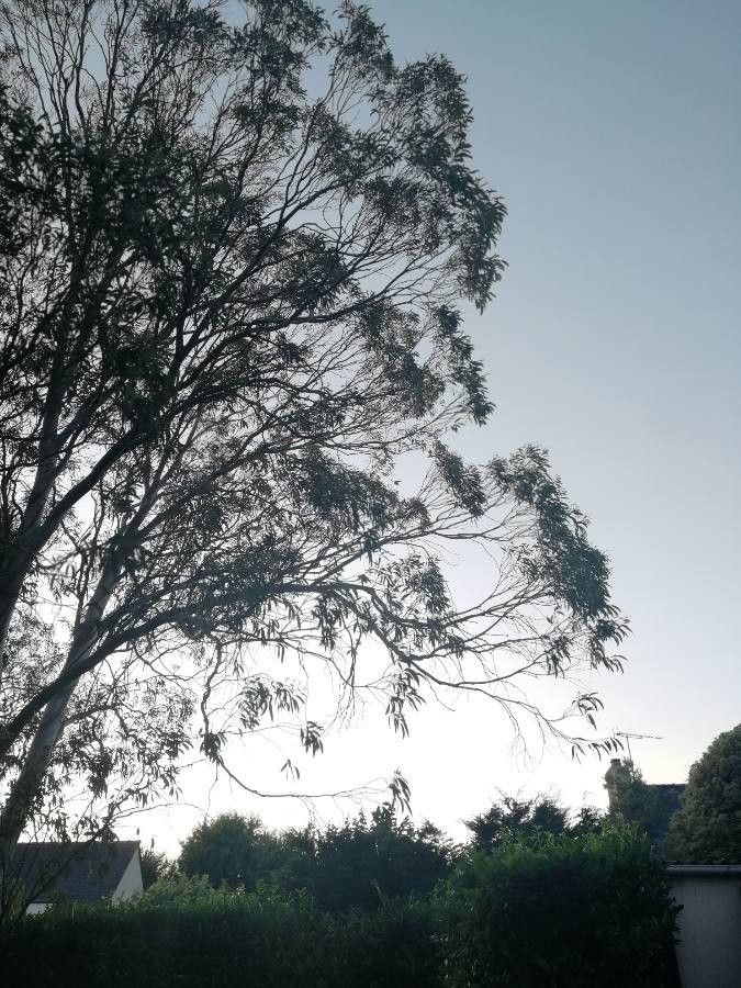 Eucalyptus microcarpa leaf