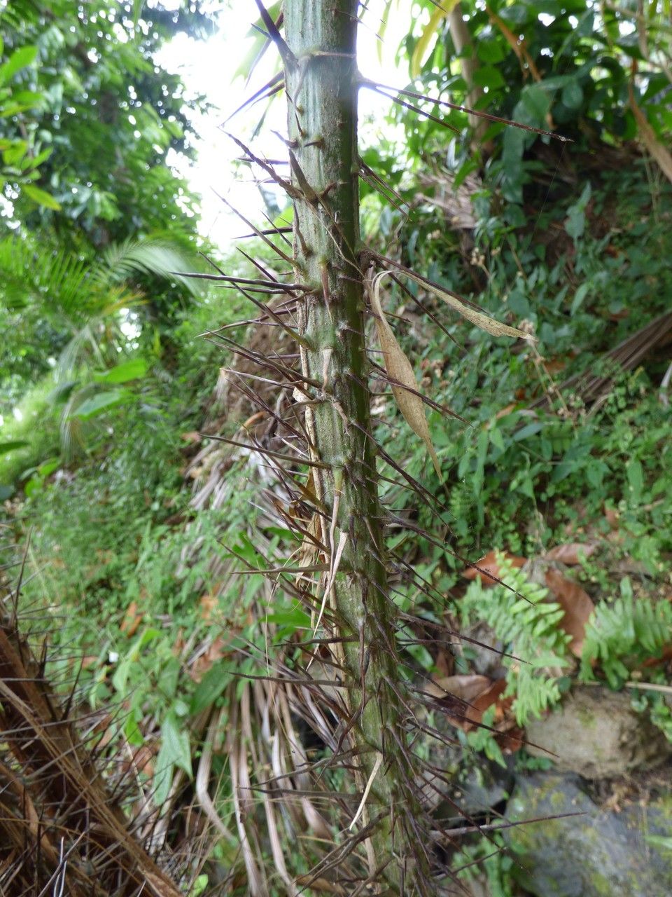 Salacca zalacca bark