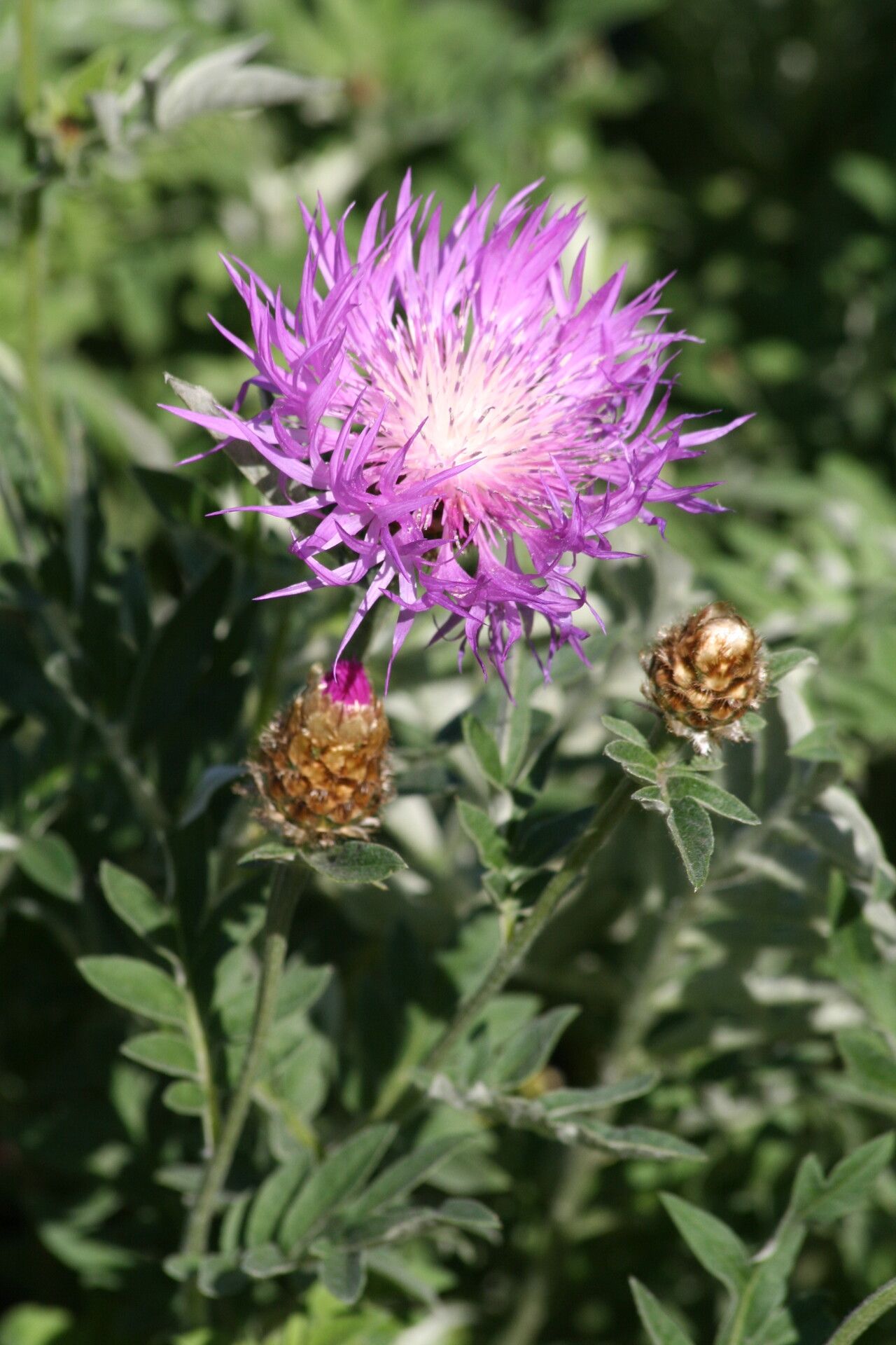 Centaurea woronowii — houseplant care guide
