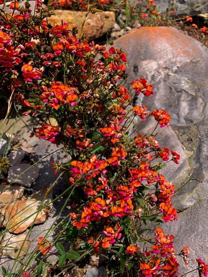 Kennedia coccinea flower