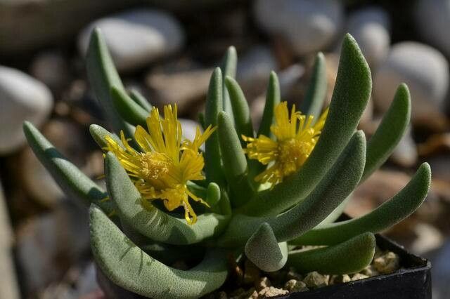 Cheiridopsis acuminata flower