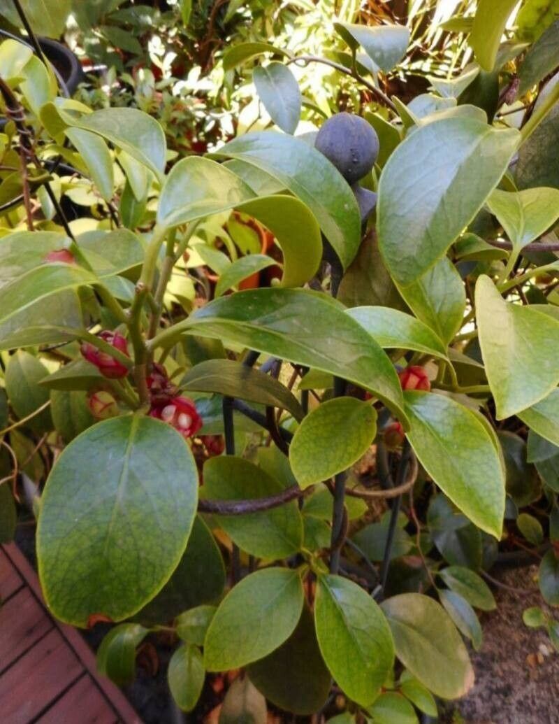 Kadsura coccinea habit