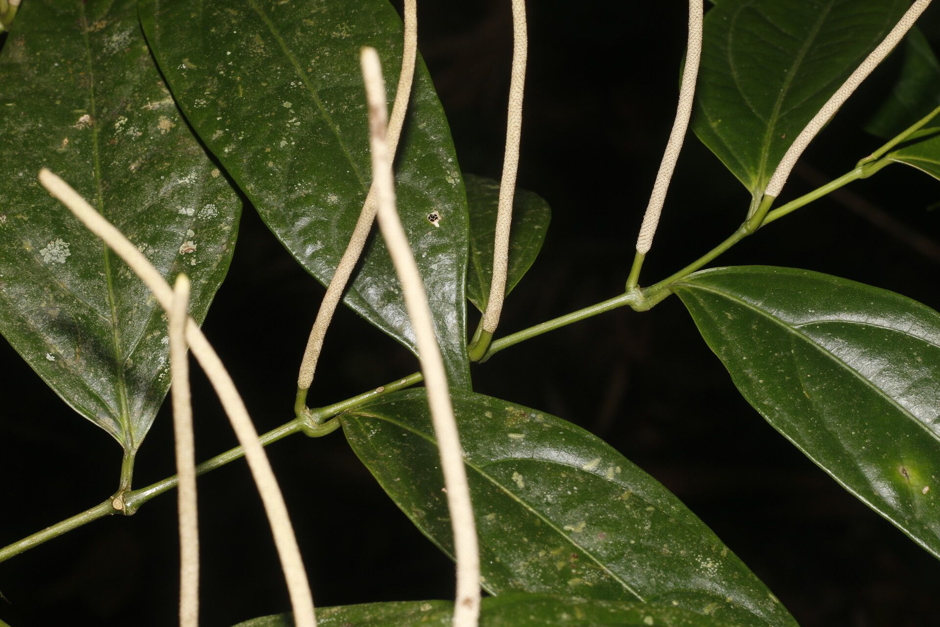 Piper concinnifolium bark