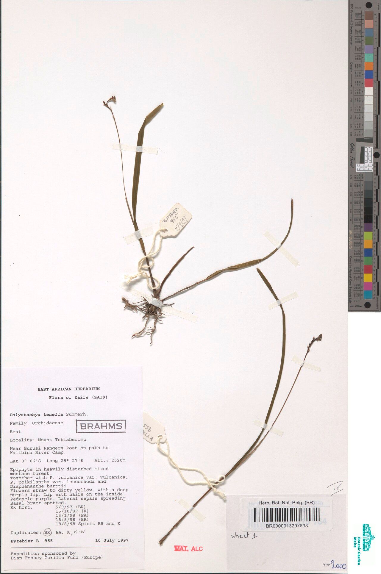 Polystachya tenella — houseplant care guide