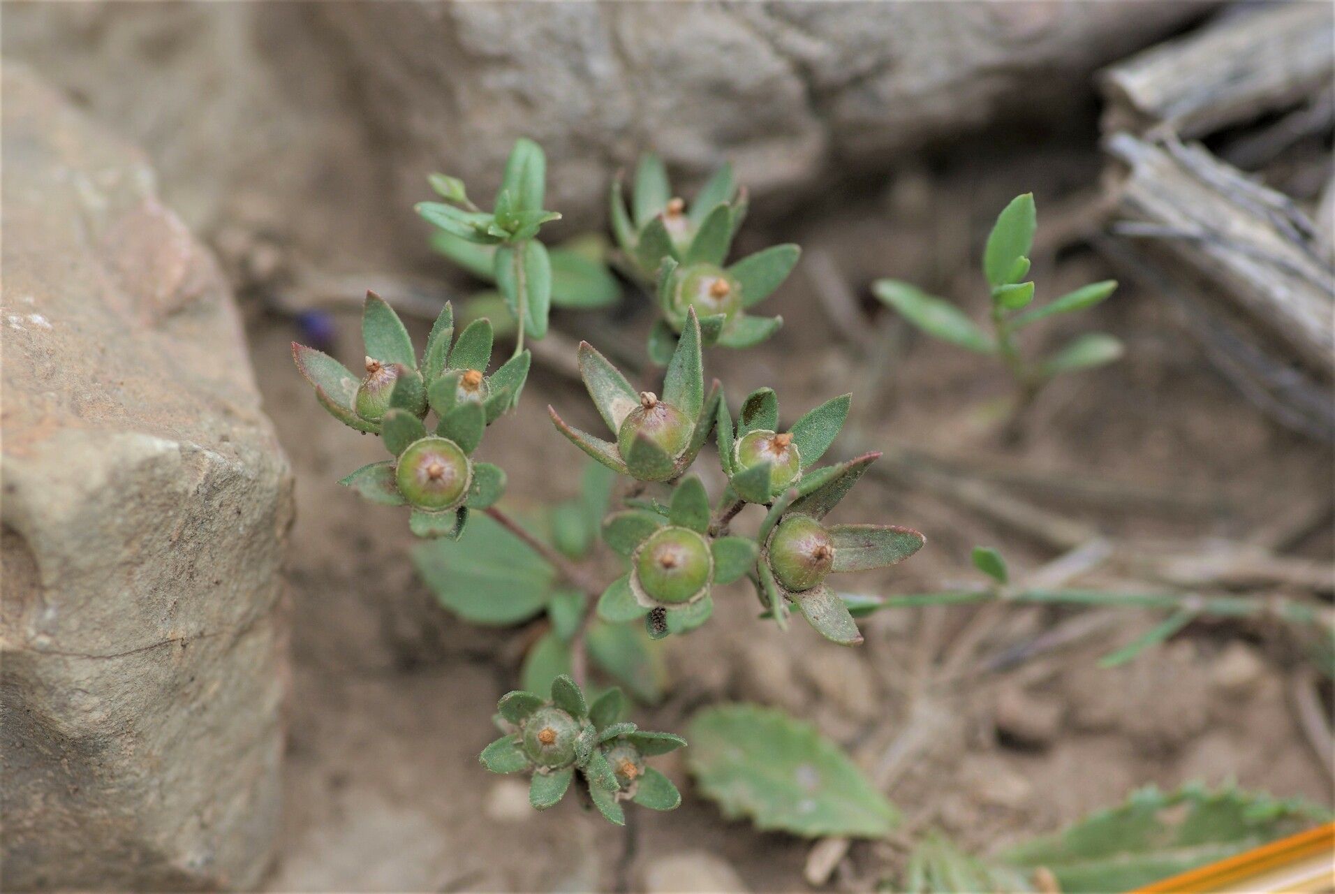 Androsace maxima fruit