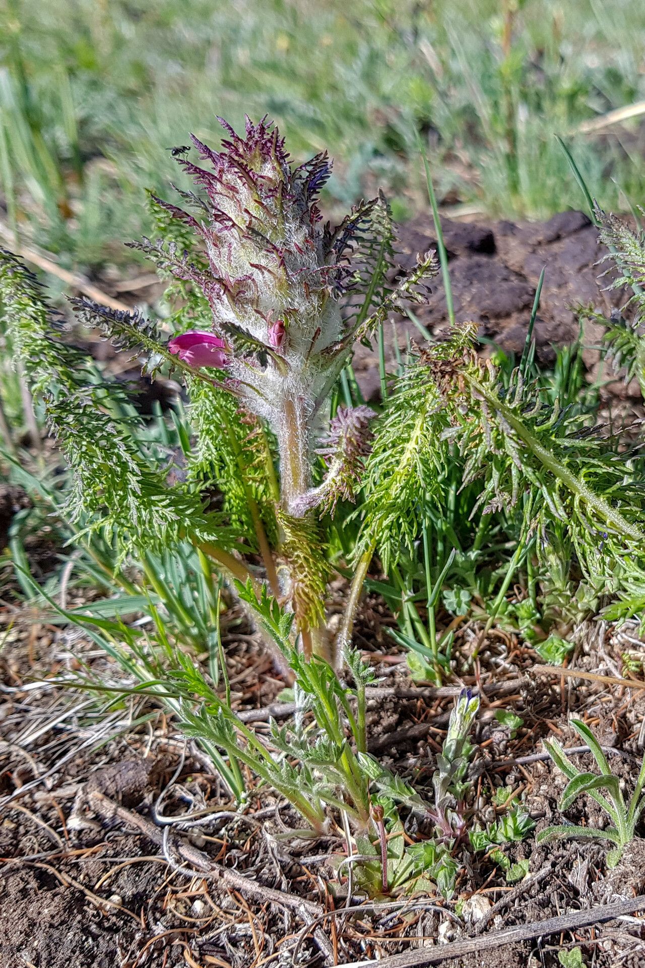 Pedicularis anthemifolia — related species from the same genus