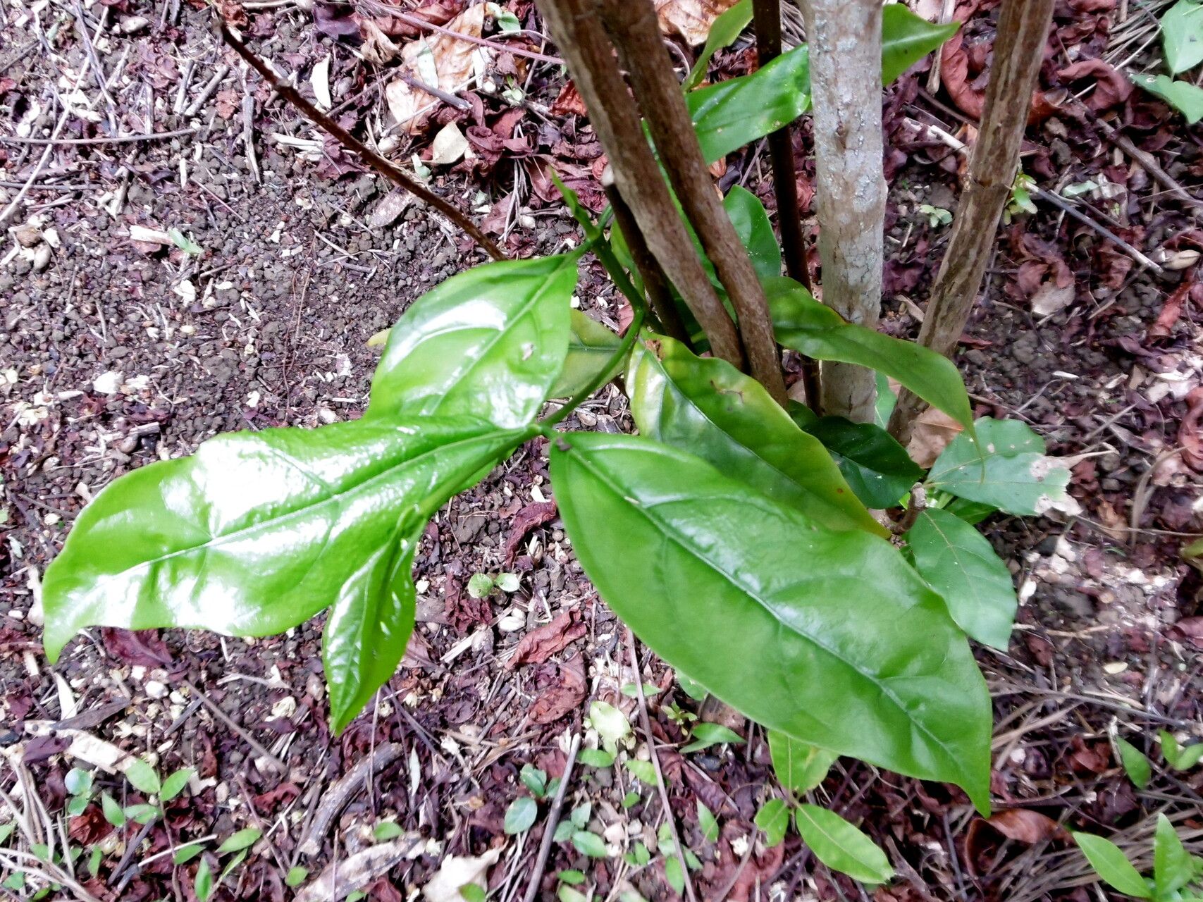 Coffea congensis — search result for 'Congo'